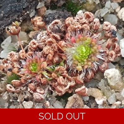 Drosera pygmaea All green, 10+ gemmae